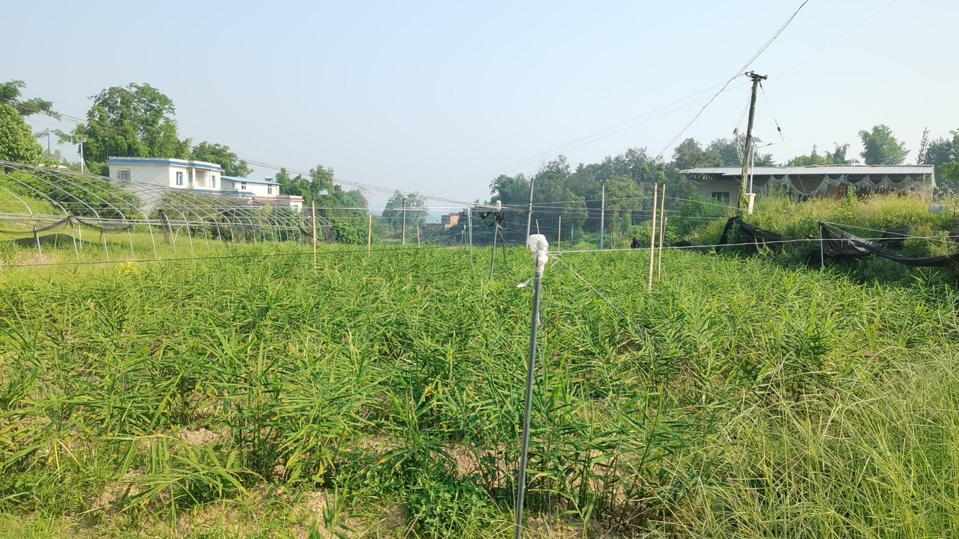 老姜盆栽生长图