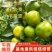高山特早蜜桔大量上市中，欢迎来电洽谈合作质量保证