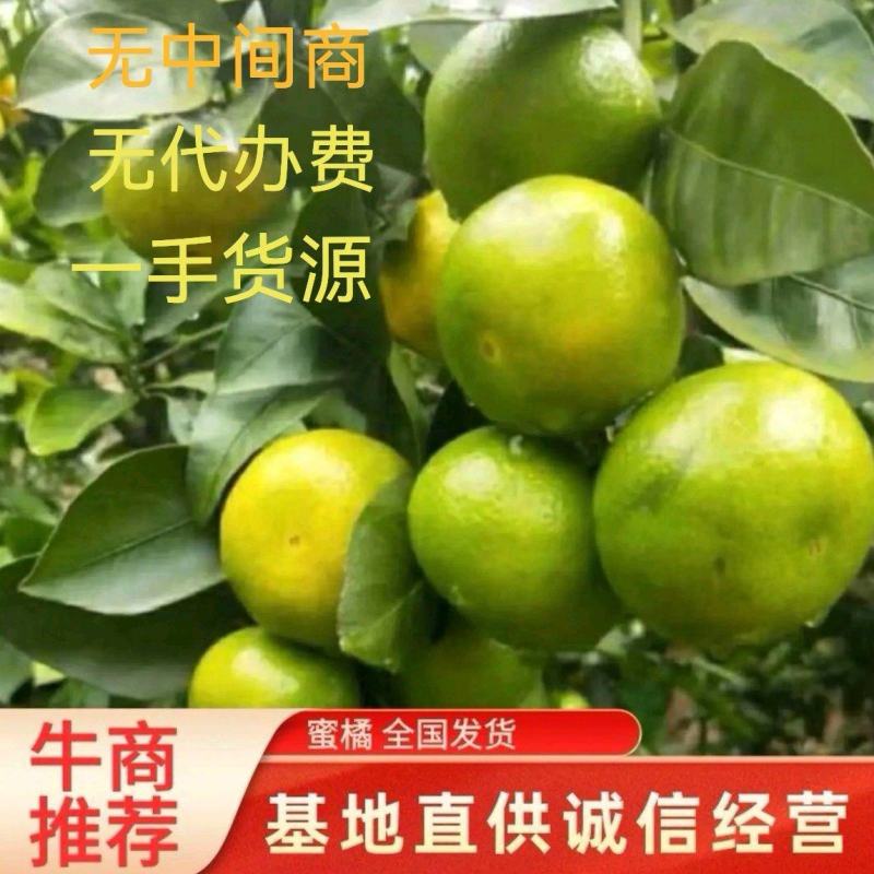 高山特早蜜桔大量上市中，欢迎来电洽谈合作质量保证