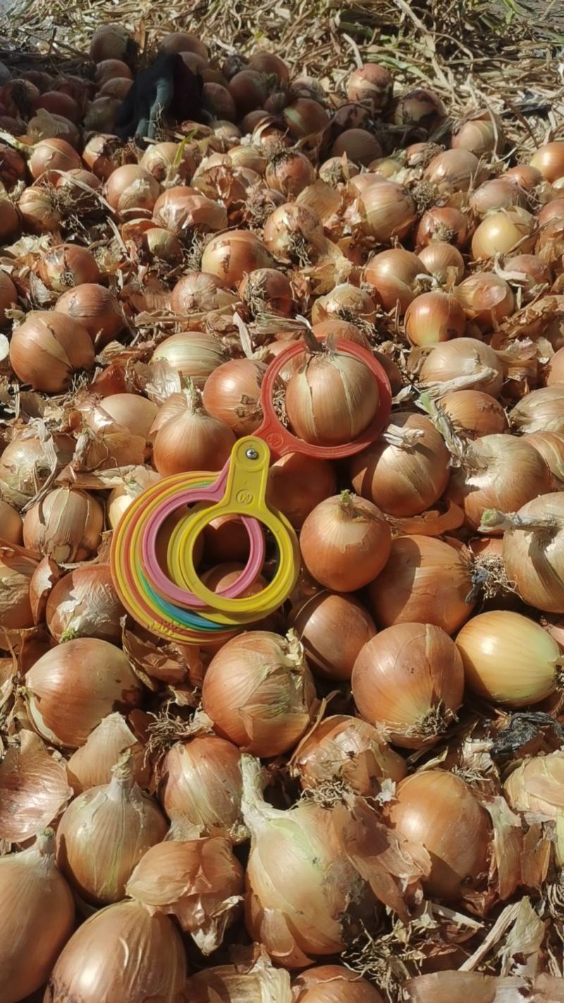 YellowonionMadeinChina