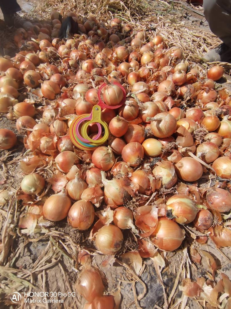 YellowonionMadeinChina