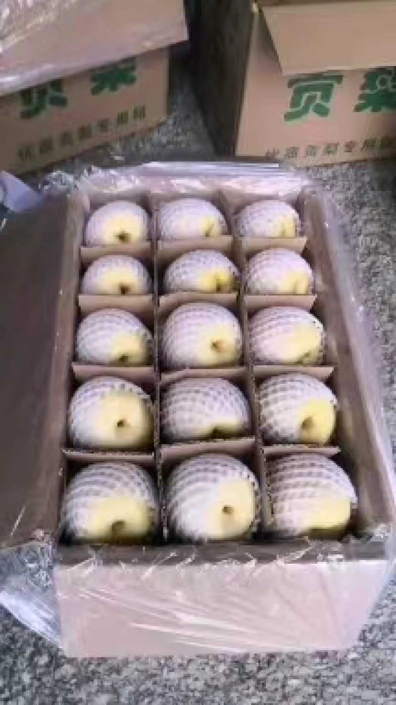 陕西蒲城酥梨大量上市中有需要的老板可以联系