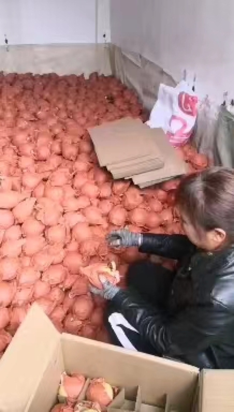 陕西蒲城酥梨大量上市中有需要的老板可以联系