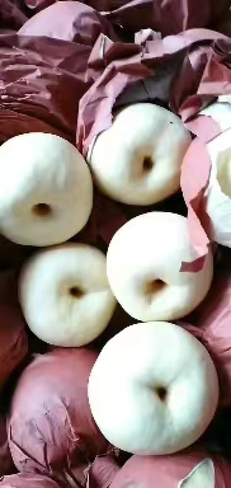 陕西蒲城酥梨大量上市中有需要的老板可以联系