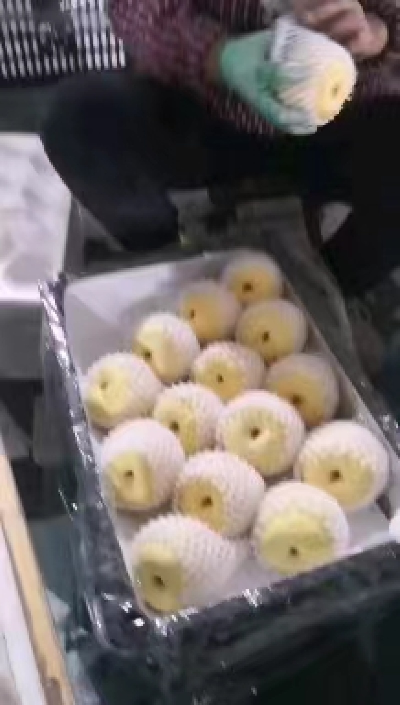 陕西蒲城酥梨大量上市中有需要的老板可以联系
