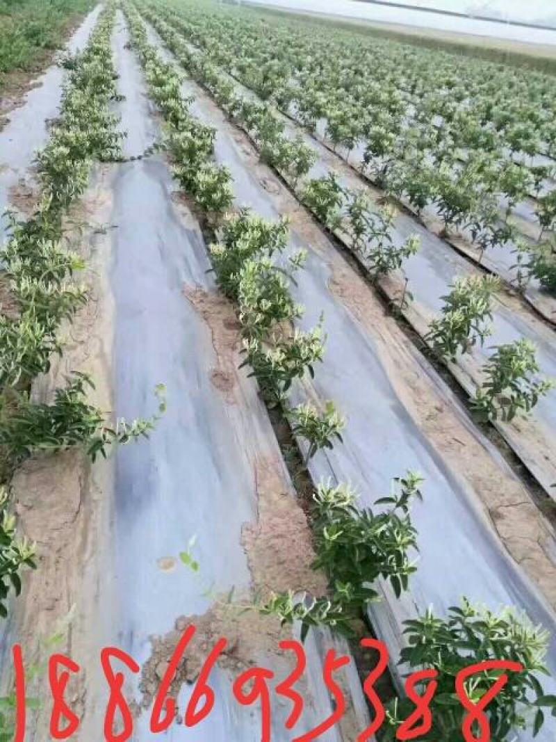 红色金银花苗