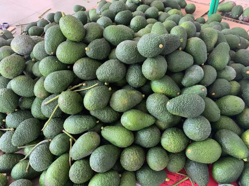 哈斯牛油果