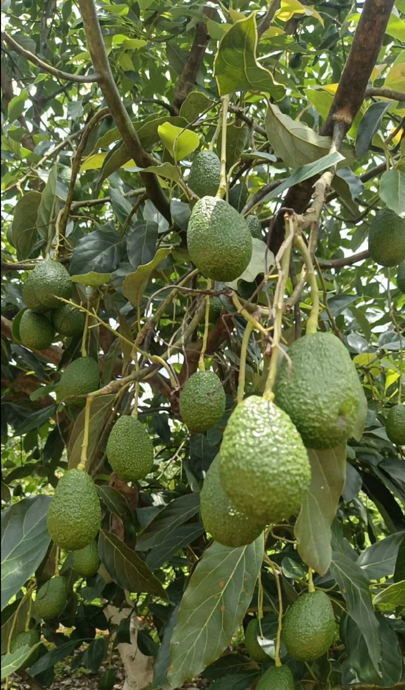 哈斯牛油果