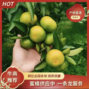 特早蜜橘广西蜜桔产地直发货源充足欢迎联系