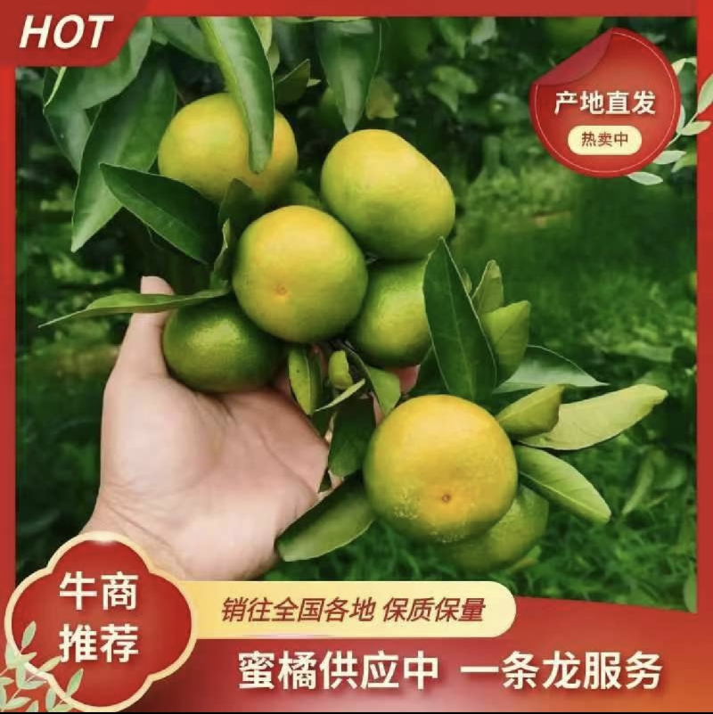特早蜜橘广西蜜桔产地直发货源充足欢迎联系
