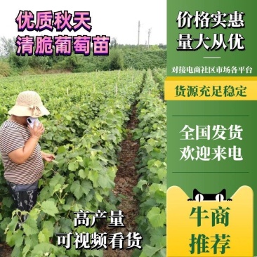 夏黑根系秋天清脆葡萄苗粒大香甜，天然无核