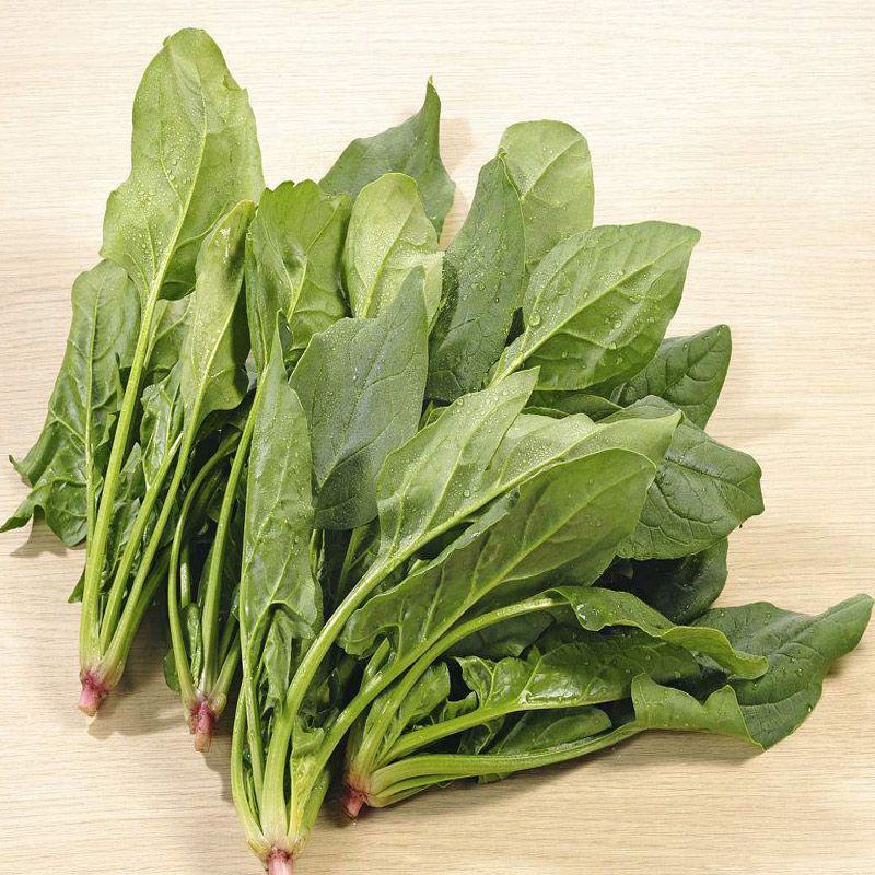 荷兰先锋菠菜种子耐寒抗热耐抽苔抗病春秋越冬中熟品种蔬菜种