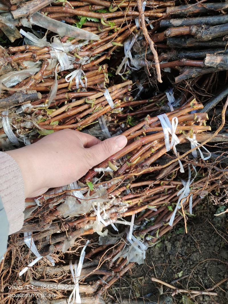 夏黑根系秋天清脆葡萄苗粒大香甜，天然无核