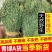 2025年新货广东广西野生独脚金干货独角金