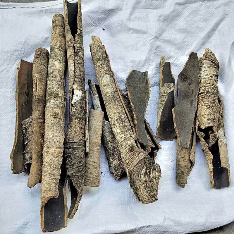 救必应，铁冬青，龙胆木，无硫，实拍，现货，24小时内发货