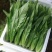 精品油麦菜