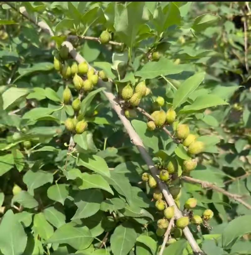 特选药用高产大果连翘优质种苗