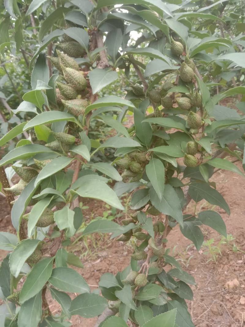 特选药用高产大果连翘优质种苗