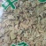 大叶金钱草干货中药材欢迎选购量大从优
