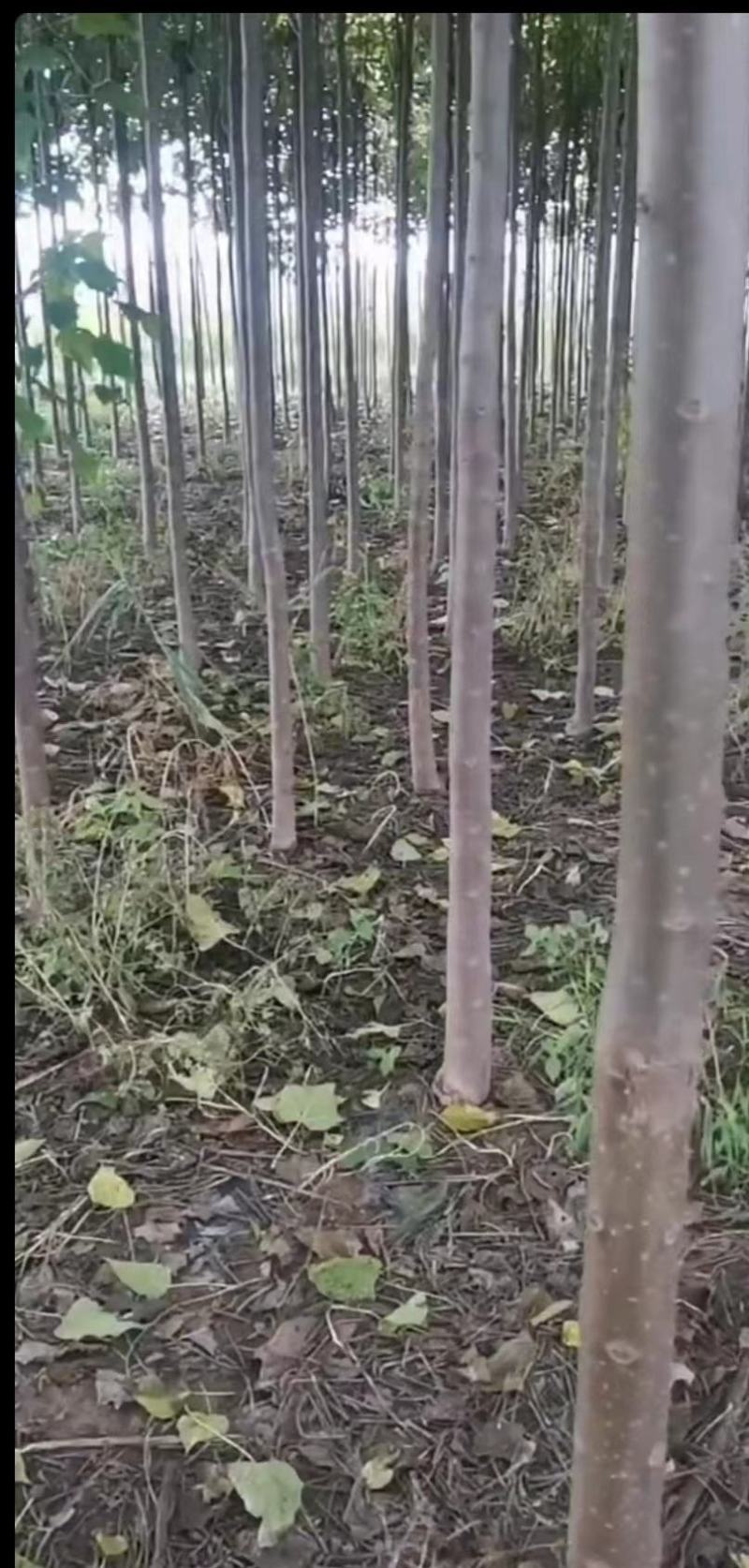 楸树8-10公分价格可商量