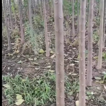楸树8-10公分价格可商量