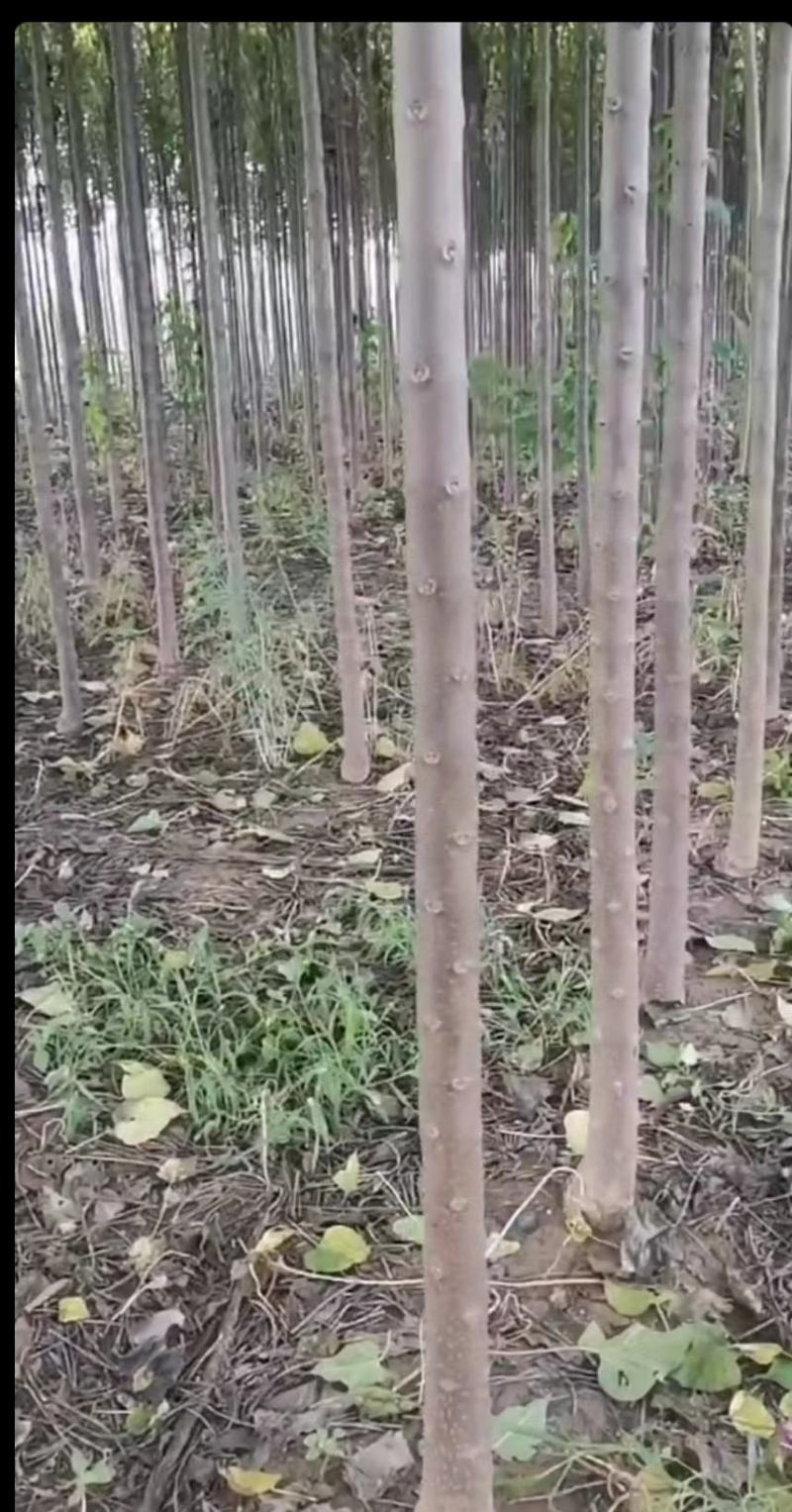 楸树8-10公分价格可商量