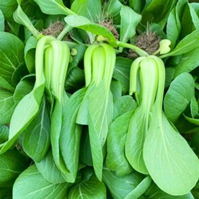 永荣3号青梗菜种子