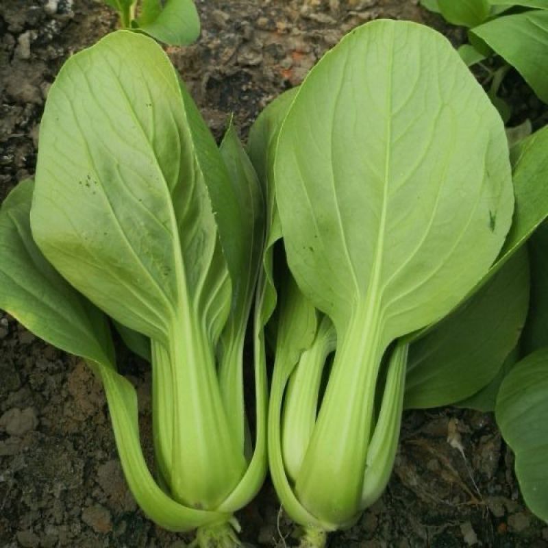 永荣3号青梗菜种子