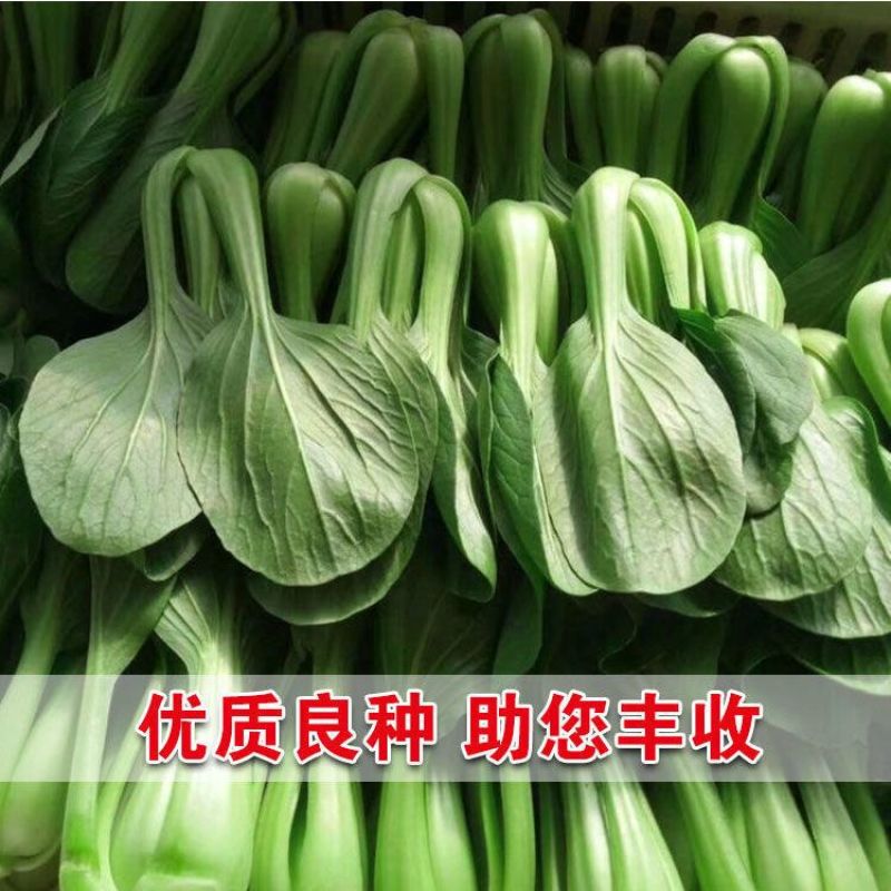 永荣3号青梗菜种子