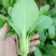 永荣3号青梗菜种子