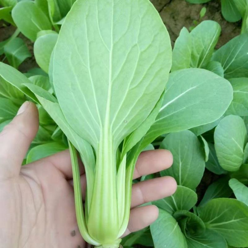 永荣3号青梗菜种子