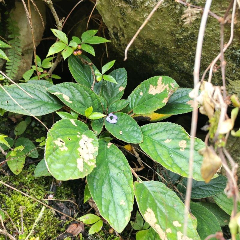 新鲜软肝草金钩莲新鲜花卉带根发货包邮