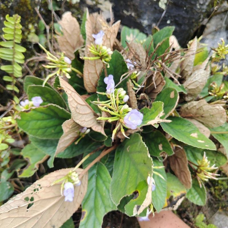 新鲜软肝草金钩莲新鲜花卉带根发货包邮