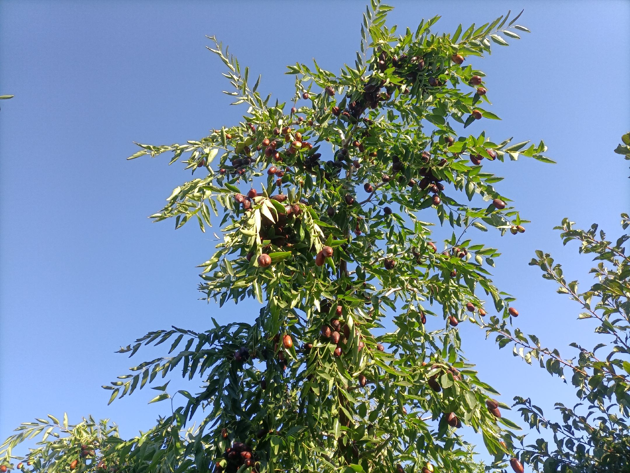 长枣果园丰收场景