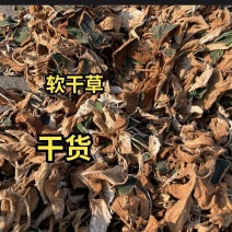 贵州甄选野生石上莲岩百菜留读菜俗称软肝草中药材正品草本