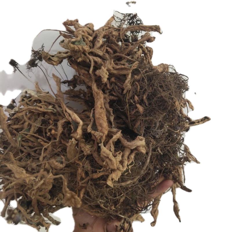 贵州甄选野生石上莲岩百菜留读菜俗称软肝草中药材正品草本