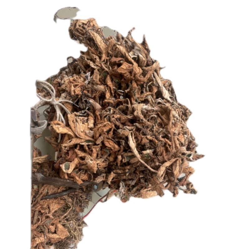 贵州甄选野生石上莲岩百菜留读菜俗称软肝草中药材正品草本