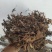 贵州甄选野生石上莲岩百菜留读菜俗称软肝草中药材正品草本