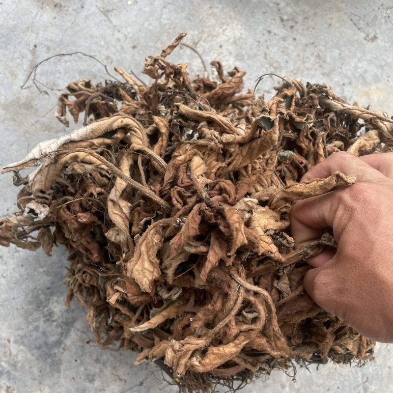 贵州甄选野生石上莲岩百菜留读菜俗称软肝草中药材正品草本