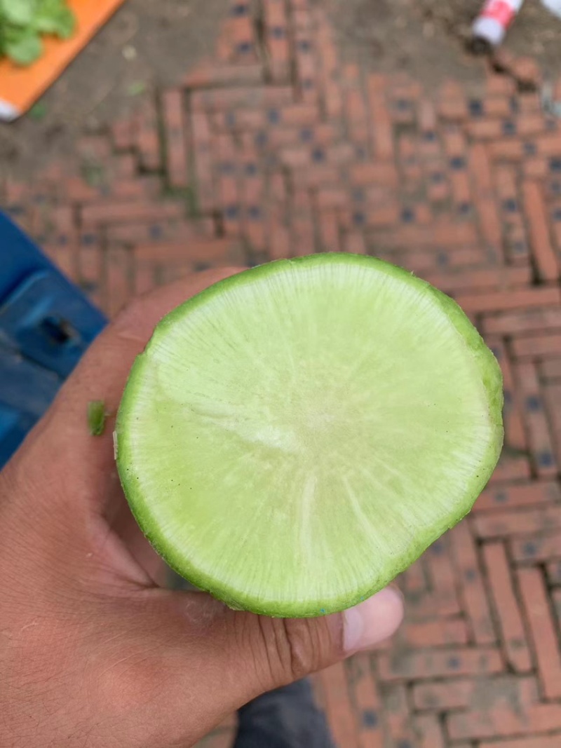 周口淮阳水果萝卜，大量上市，量大从优！价格可谈！