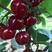 新品种脆皮樱桃苗，适合南北，保质量保成活