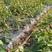 新品种脆皮樱桃苗，适合南北，保质量保成活