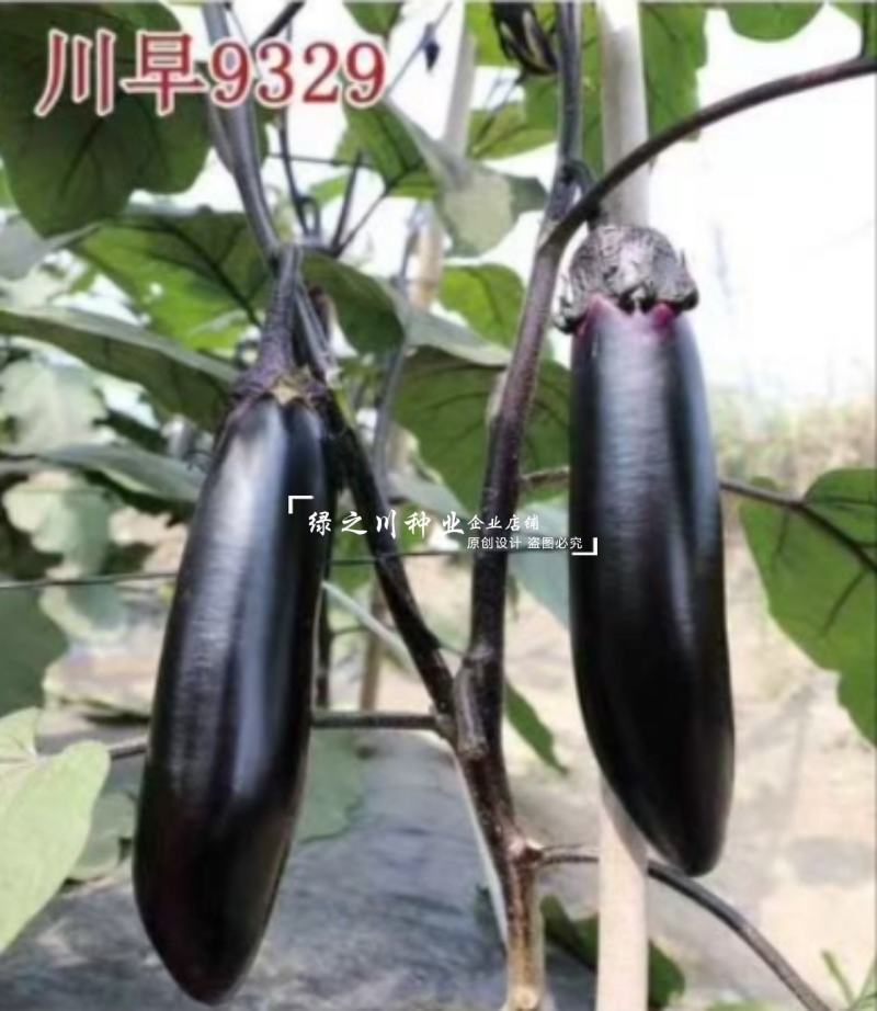 川早9329早熟长茄种子黑紫油亮果肉淡绿黑紫色棒茄种子