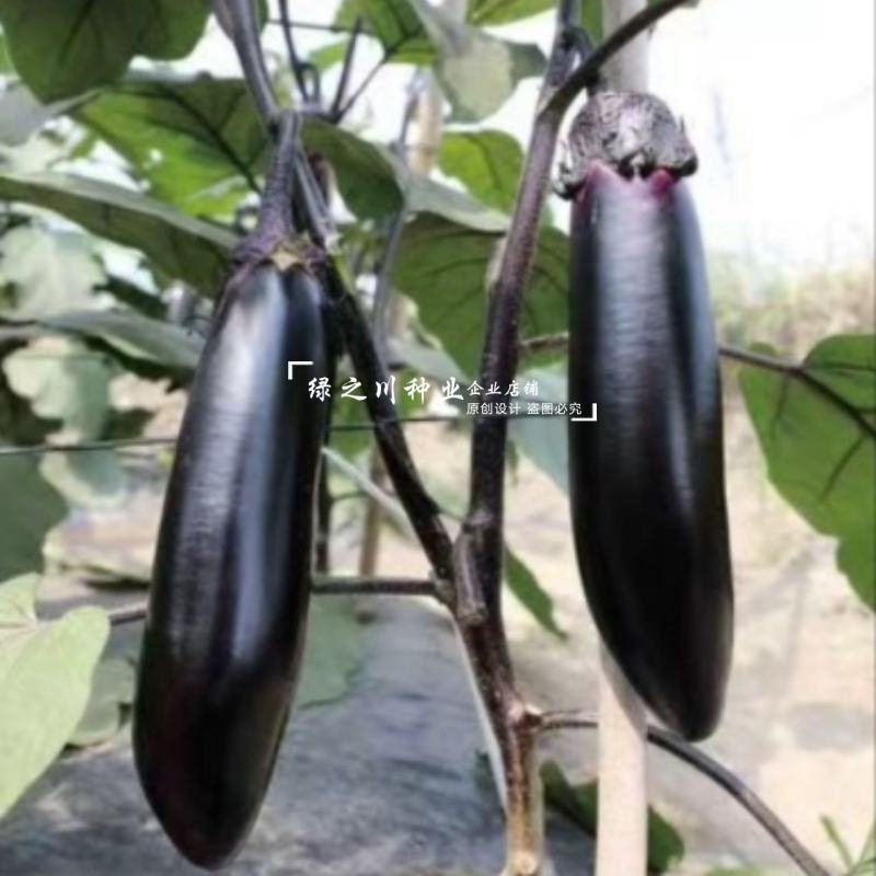 川早9329早熟长茄种子黑紫油亮果肉淡绿黑紫色棒茄种子
