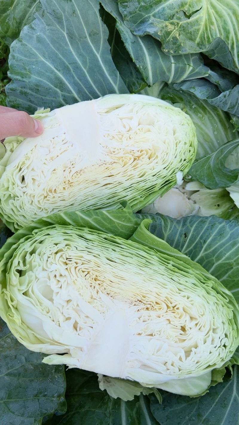 【精品热卖】湖北扁包京丰扁包产地直发颜色清秀