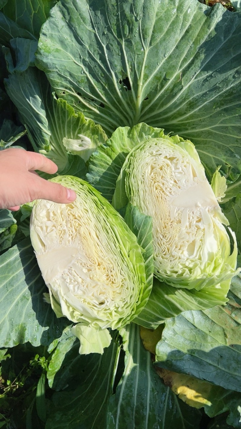 【精品热卖】湖北扁包京丰扁包产地直发颜色清秀