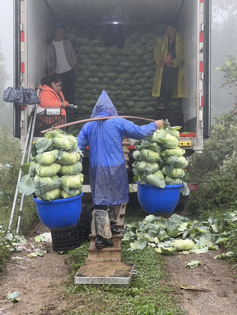 【精品热卖】湖北扁包京丰扁包产地直发颜色清秀