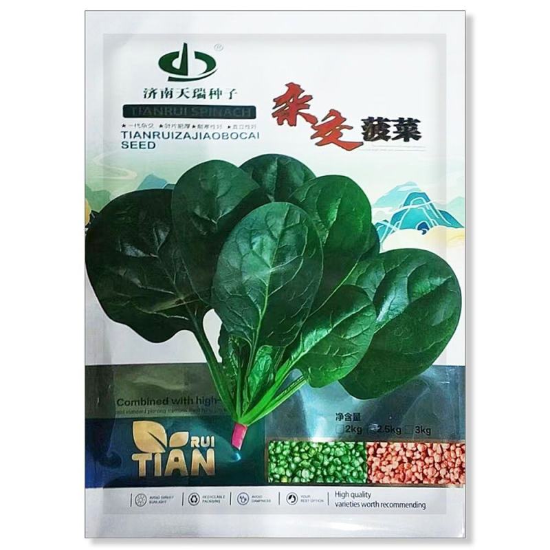 皇家巨星6号杂交菠菜种子耐抽苔抗病黑圆叶厚肉直立菠菜大