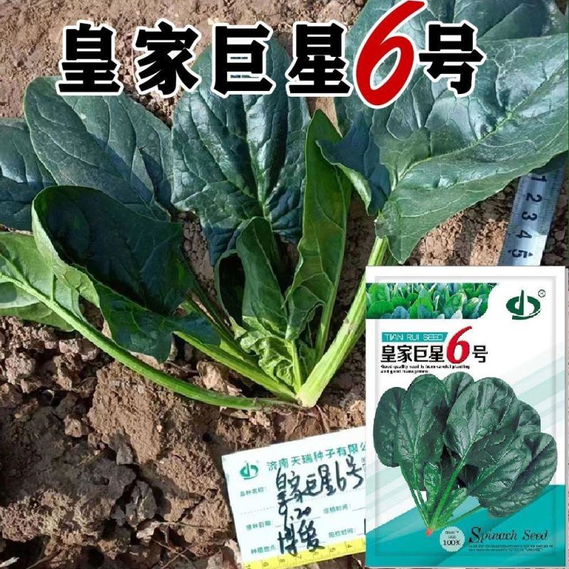 皇家巨星6号杂交菠菜种子耐抽苔抗病黑圆叶厚肉直立菠菜大