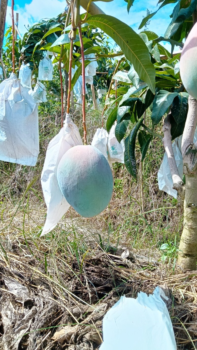 攀枝花晚熟芒果好吃畅销挣钱感兴趣的联系